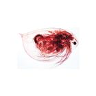 School Set A (General Biology) - Spanish, 1004197 [W13336S], Spanish (Small)