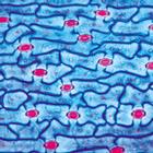 Biologie g&eacute;n&eacute;rale, S&eacute;rie B, compl&eacute;mentaire de A - Portugais, 1004200 [W13337P], Lames microscopiques Portugais (Small)