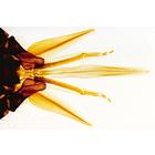 Медоносная пчела (Apis mellifica). На немецком языке, 1004210 [W13340], Микроскопы Слайды LIEDER