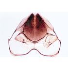 L&rsquo;Abeille (Apis mellifica) - Allemand, 1004210 [W13340], Lames microscopiques Allemand (Small)