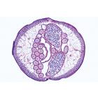 Parasitologie g&eacute;n&eacute;rale, petite s&eacute;rie - Allemand, 1004214 [W13341], Lames microscopiques Allemand (Small)