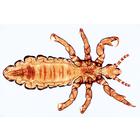 General Parasitology, Short Set - Spanish, 1004216 [W13341S], Spanish (Small)