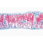Series I. Cells, Tissues and Organs - English Slides, 1004225 [W13400], 영어 (Small)