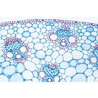 Series I. Cells, Tissues and Organs - English Slides, 1004225 [W13400], 영어 (Small)