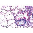 Series I. Cells, Tissues and Organs - English Slides, 1004225 [W13400], 영어 (Small)