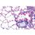 Serie I. Zellen, Gewebe und Organe - Englisch, 1004225 [W13400], Mikropräparate LIEDER (Small)