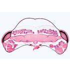 Series III. Organs of Sense - English Slides, 1004227 [W13402], 영어 (Small)