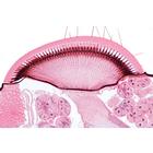 Series III. Organs of Sense - English Slides, 1004227 [W13402], 영어 (Small)