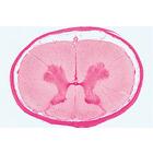 Series III. Organs of Sense - English Slides, 1004227 [W13402], 영어 (Small)