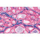 Series IV. Hormone Organs and Hormonal Function - English Slides, 1004228 [W13403], 영어 (Small)