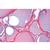 Микропрепараты «Органы, продуцирующие гормоны, и гормональная функция», серия IV, на английском языке, 1004228 [W13403], Микроскопы Слайды LIEDER (Small)