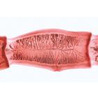 Микропрепараты «Генетика, репродукция и эмбриология», серия V, на английском языке, 1004229 [W13404], Английский