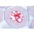 系列V. 遗传学、生殖和胚胎学, 1004229 [W13404], 显微镜载玻片 (Small)