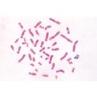 Series V. Genetics, Reproduction and Embryology - English Slides, 1004229 [W13404], 영어 (Small)
