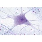 Histologie des mammif&egrave;res, s&eacute;rie &eacute;l&eacute;mentaire - Anglais, 1004231 [W13406], Lames microscopiques Anglais (Small)