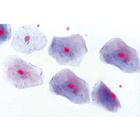 Histology of Mammalia, Elementary Set - English Slides, 1004231 [W13406], 영어 (Small)