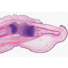 Histology of Mammalia, Supplementary Set - English Slides, 1004232 [W13407], 영어 (Small)