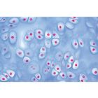 Histologie humaine, grande s&eacute;rie I partie - Anglais, 1004234 [W13409], Lames microscopiques Anglais (Small)