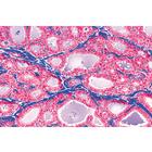 Normal Human Histology, Large Set, Part I. - English Slides, 1004234 [W13409], 영어 (Small)