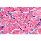 Histologie humaine, grande s&eacute;rie II partie - Anglais, 1004235 [W13410], Lames microscopiques Anglais (Small)