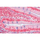 Histologie humaine, grande s&eacute;rie II partie - Anglais, 1004235 [W13410], Lames microscopiques Anglais (Small)
