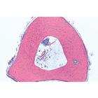 Tissues - English Slides, 1004237 [W13412], 영어 (Small)