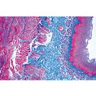 Verdauungssystem, 1004239 [W13414], Englisch (Small)