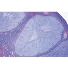 Endocrine System - English Slides, 1004242 [W13417], 영어 (Small)