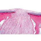 Sensory Organs - English Slides, 1004243 [W13418], 영어 (Small)