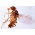 Invertebrata, Elementary Set - English Slides, 1004245 [W13420], 영어 (Small)