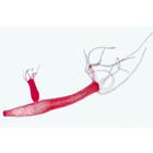 Invertebrata, Elementary Set - English Slides, 1004245 [W13420], 영어 (Small)