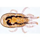 Invertebrata, Supplementary Set - English Slides, 1004246 [W13421], 영어 (Small)