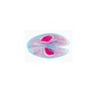 Paramaecium - ingl&eacute;s, 1004247 [W13422], Ingl&eacute;s (Small)