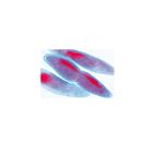 Paramaecium - ingl&eacute;s, 1004247 [W13422], Ingl&eacute;s (Small)