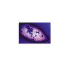 The Paramaecium (Caudatum) - English Slides, 1004247 [W13422], 영어 (Small)