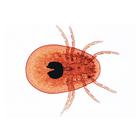 General Parasitology - English Slides, 1004248 [W13423], 영어 (Small)