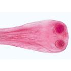 General Parasitology - English Slides, 1004248 [W13423], 영어 (Small)