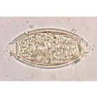 Parasitolog&iacute;a General. Colecci&oacute;n Grande - ingl&eacute;s, 1004248 [W13423], Ingl&eacute;s (Small)