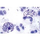 Pathogenic Bacteria - English Slides, 1004249 [W13424], 영어 (Small)