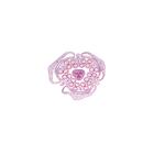 Phan&eacute;rogames, s&eacute;rie &eacute;l&eacute;mentaire - Anglais, 1004253 [W13428], Lames microscopiques Anglais (Small)