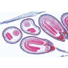 Phan&eacute;rogames, s&eacute;rie &eacute;l&eacute;mentaire - Anglais, 1004253 [W13428], Lames microscopiques Anglais (Small)