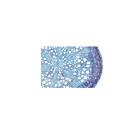 Phanerogamae, Supplementary Set - English Slides, 1004254 [W13429], 영어 (Small)
