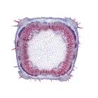 Микропрепараты «Расположение и типы сосудистых пучков», на английском языке, 1004255 [W13430], Микроскопы Слайды LIEDER