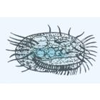 The Microscopic Life in the Water, Part I - English Slides, 1004260 [W13435], 영어 (Small)