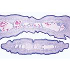 Микропрепараты «Общая паразитология», набор, на английском языке, 1004266 [W13441], Микроскопы Слайды LIEDER