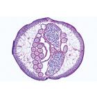 General Parasitology, Short Set - English Slides, 1004266 [W13441], 영어 (Small)