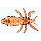 Микропрепараты &laquo;Общая паразитология&raquo;, набор, на английском языке, 1004266 [W13441], Английский (Small)