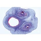 The Microscopic Life in the Water, Part II - English Slides, 1004267 [W13442], 영어 (Small)