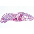 The Microscopic Life in the Water, Part II - English Slides, 1004267 [W13442], 영어 (Small)