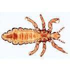 Human Scalp and Hair - English Slides, 1004268 [W13443], 영어 (Small)